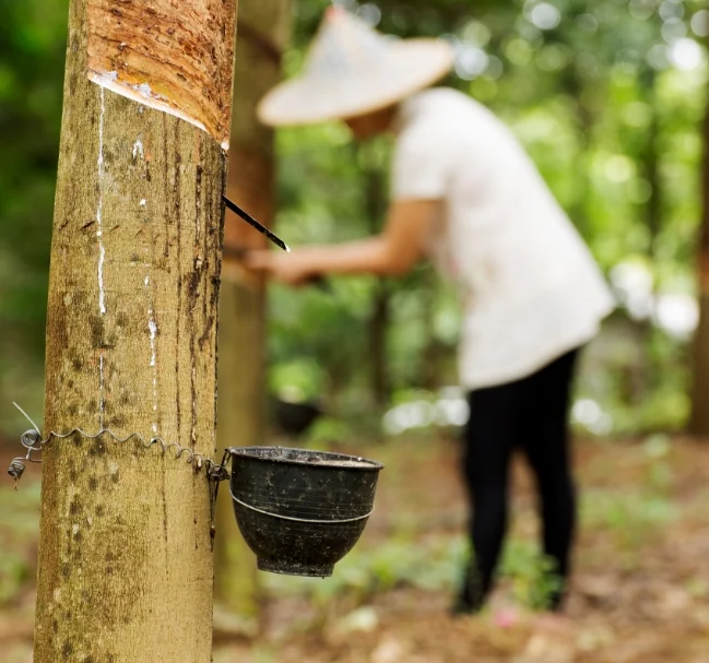 Natural Latex
Made from nature. Plant based comfort. Biodegradable.